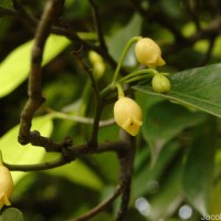 Myristica fragrans Houtt.